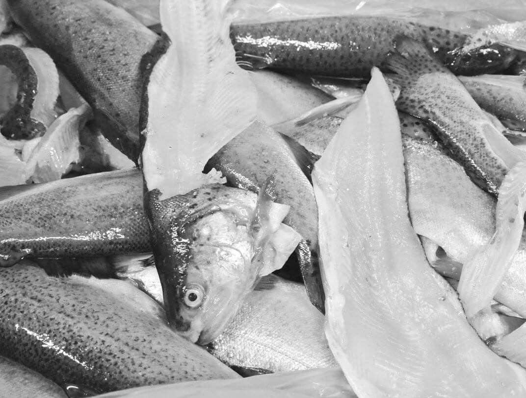 Freshly delivered rainbow trout