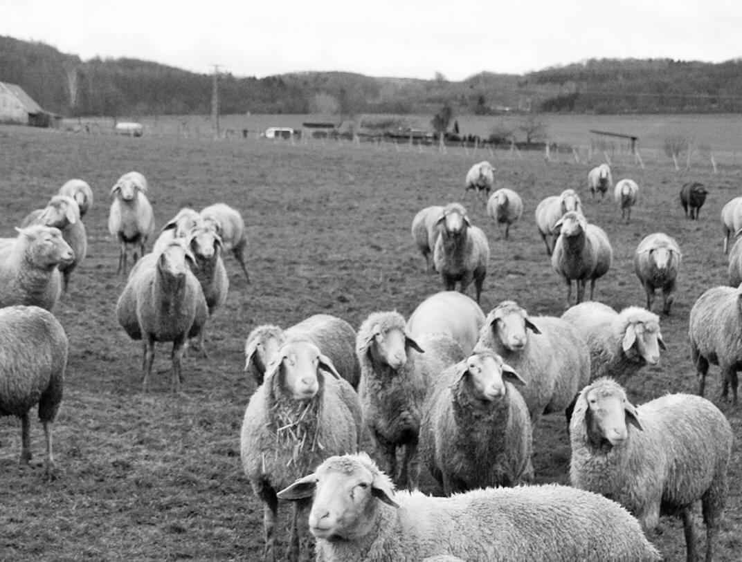 Our merinoland sheeps on the pasture