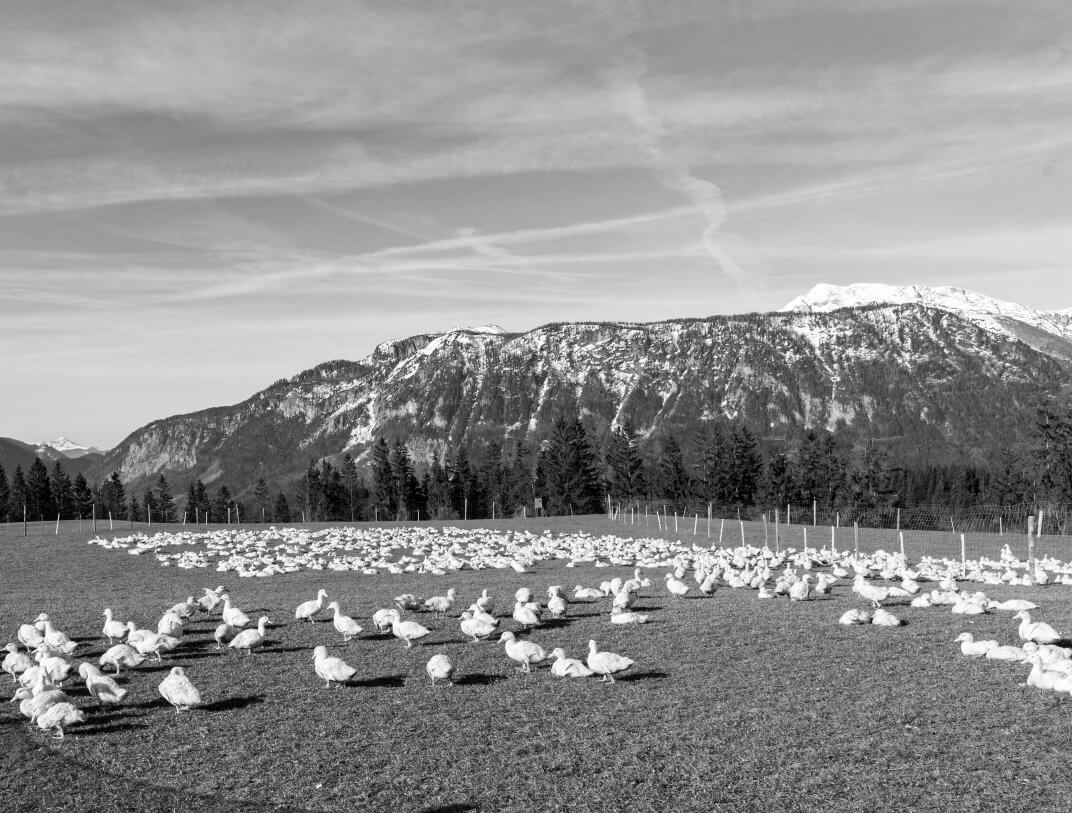 Entenzucht auf 800 Höhenmetern